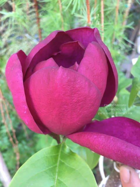 Магнолія Блек Тюліп (Magnolia Black Tulip) ФОТО Розплідник рослин Природа (27)