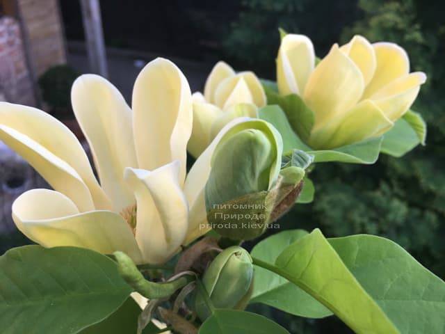 Магнолия бруклинская Еллоу Берд (Magnolia brooklynensis Yellow Bird) ФОТО Питомник растений Природа (3)