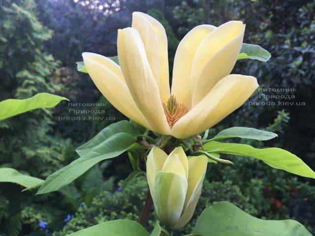 Магнолия бруклинская Еллоу Берд (Magnolia brooklynensis Yellow Bird) ФОТО Питомник растений Природа (5)
