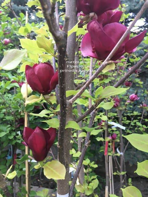 Магнолия Джени (Magnolia Genie) ФОТО Питомник растений Природа (15)
