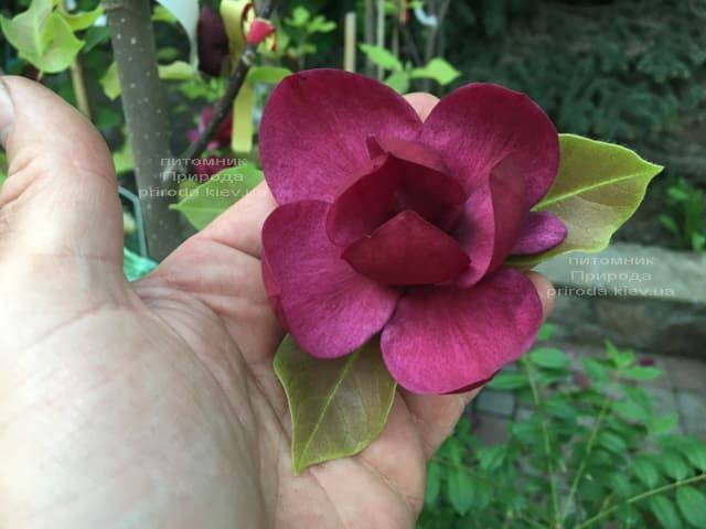 Магнолія Джені (Magnolia Genie) ФОТО Розплідник рослин Природа (17)