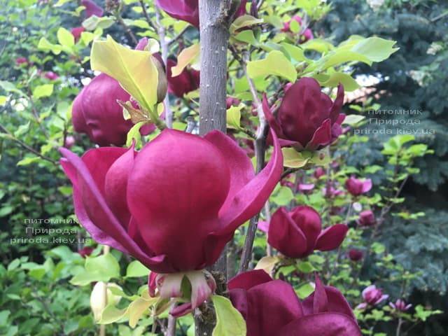 Магнолія Джені (Magnolia Genie) ФОТО Розплідник рослин Природа (18)