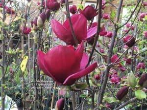 Магнолия Джени (Magnolia Genie) ФОТО Питомник растений Природа (3)