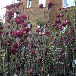 Магнолия Джени (Magnolia Genie) ФОТО Питомник растений Природа (5)