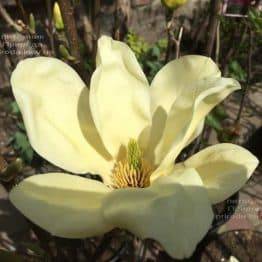 Магнолія Елізабет (Magnolia Elizabeth) ФОТО Розплідник рослин Природа (2)