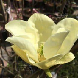 Магнолія Елізабет (Magnolia Elizabeth) ФОТО Розплідник рослин Природа (7)