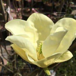 Магнолия Элизабет (Magnolia Elizabeth) ФОТО Питомник растений Природа (7)