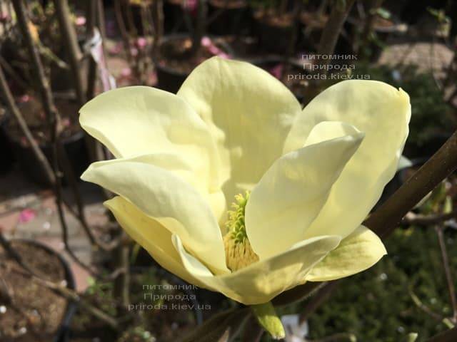 Магнолия Элизабет (Magnolia Elizabeth) ФОТО Питомник растений Природа (7)