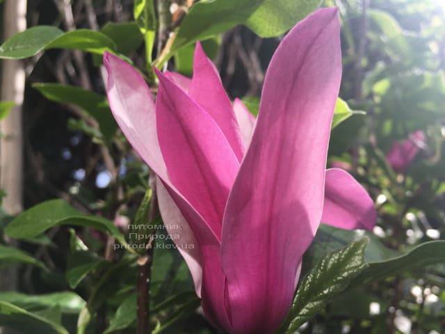 Магнолия лилиецветная Нигра (Magnolia lilliflora Nigra) ФОТО Питомник растений Природа (10)