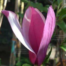Магнолія лилиецветних Нигра (Magnolia lilliflora Nigra) ФОТО Розплідник рослин Природа (11)