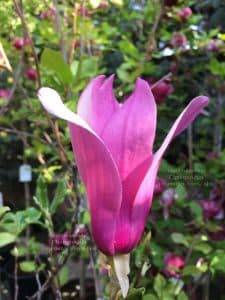 Магнолия лилиецветная Нигра (Magnolia lilliflora Nigra) ФОТО Питомник растений Природа (5)