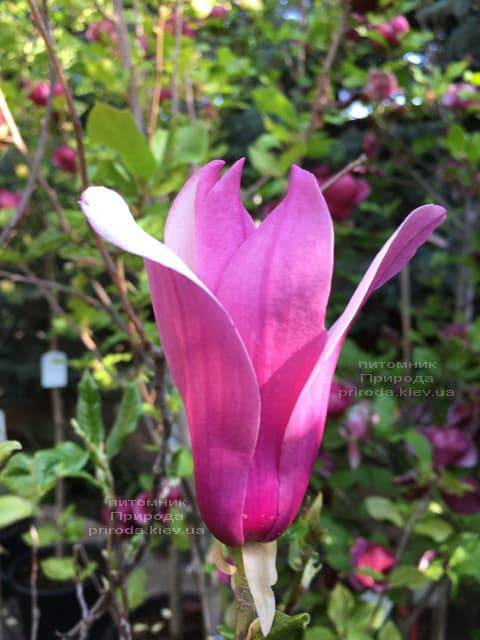 Магнолия лилиецветная Нигра (Magnolia lilliflora Nigra) ФОТО Питомник растений Природа (5)