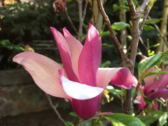 Магнолия лилиецветная Нигра (Magnolia lilliflora Nigra) ФОТО Питомник растений Природа (7)