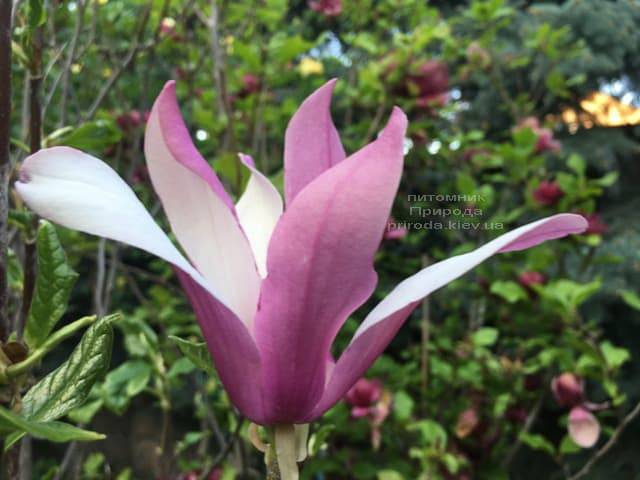 Магнолия лилиецветная Нигра (Magnolia lilliflora Nigra) ФОТО Питомник растений Природа (8)