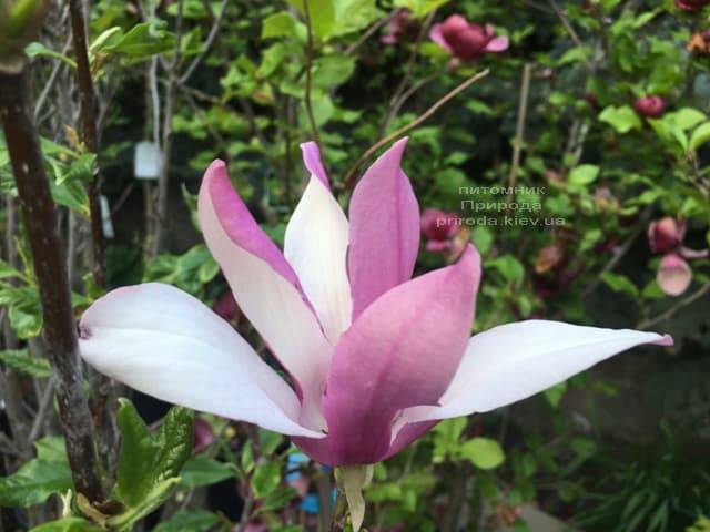 Магнолия лилиецветная Нигра (Magnolia lilliflora Nigra) ФОТО Питомник растений Природа (9)