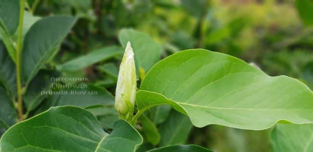 Магнолия Суланжа Суперба (Magnolia soulangeana Superba) ФОТО Питомник растений Природа (4)
