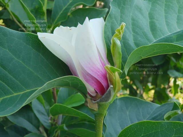 Магнолия Суланжа Суперба (Magnolia soulangeana Superba) ФОТО Питомник растений Природа (5)