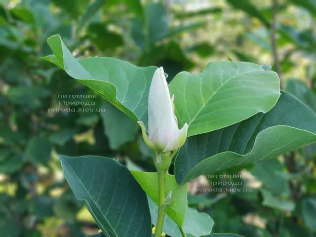 Магнолия Суланжа Суперба (Magnolia soulangeana Superba) ФОТО Питомник растений Природа (6)