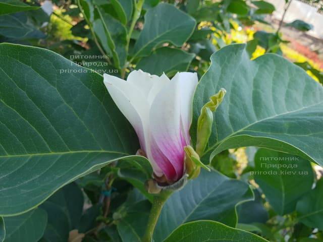 Магнолия Суланжа Суперба (Magnolia soulangeana Superba) ФОТО Питомник растений Природа (7)