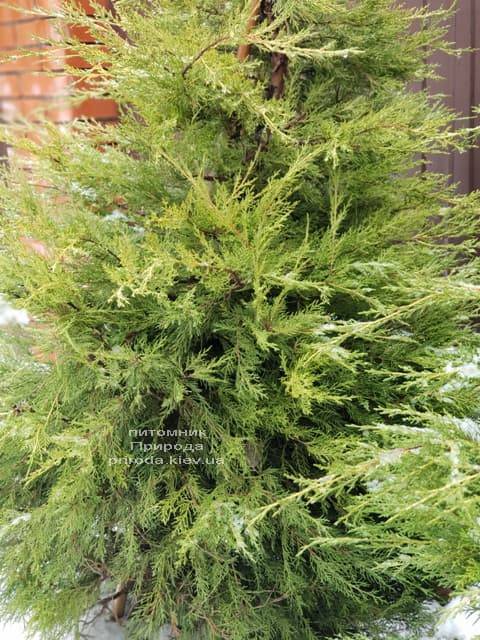 Можжевельник китайский Куривао Голд (Juniperus chinensis Kuriwao Gold) ФОТО Питомник декоративных растений Природа (7)