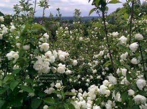 Чубушник венечный (Жасмин садовый) (Philadelphus coronarius) ФОТО Питомник растений Природа (1)