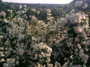 Чубушник венечный (Жасмин садовый) (Philadelphus coronarius) ФОТО Питомник растений Природа (2)