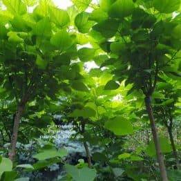 Катальпа бігнонієподібна Нана (Catalpa bignoides Nana) на штамбі ФОТО Розплідник рослин Природа (2)