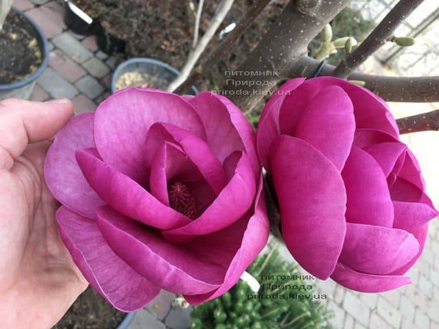 Магнолія Блек Тюліп (Magnolia Black Tulip) ФОТО Розплідник рослин Природа (30)