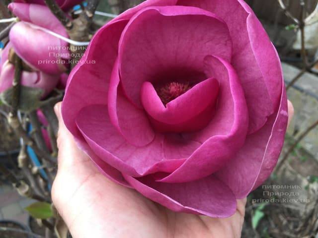 Магнолія Блек Тюліп (Magnolia Black Tulip) ФОТО Розплідник рослин Природа (32)