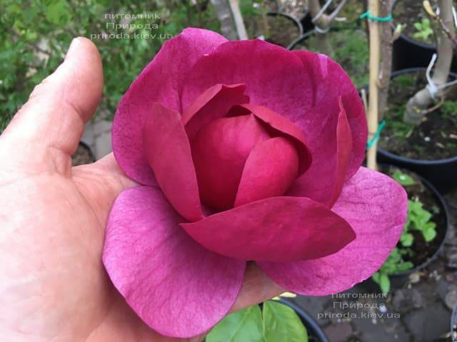 Магнолія Блек Тюліп (Magnolia Black Tulip) ФОТО Розплідник рослин Природа (37)