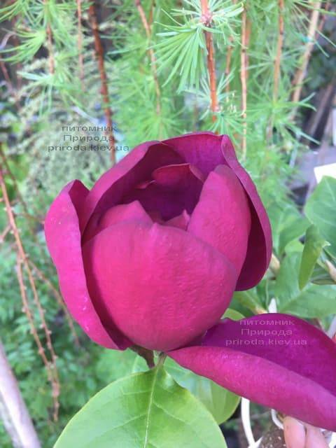 Магнолія Блек Тюліп (Magnolia Black Tulip) ФОТО Розплідник рослин Природа (38)