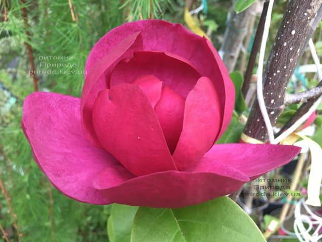 Магнолия Блэк Тюлип (Magnolia Black Tulip) ФОТО Питомник растений Природа (39)