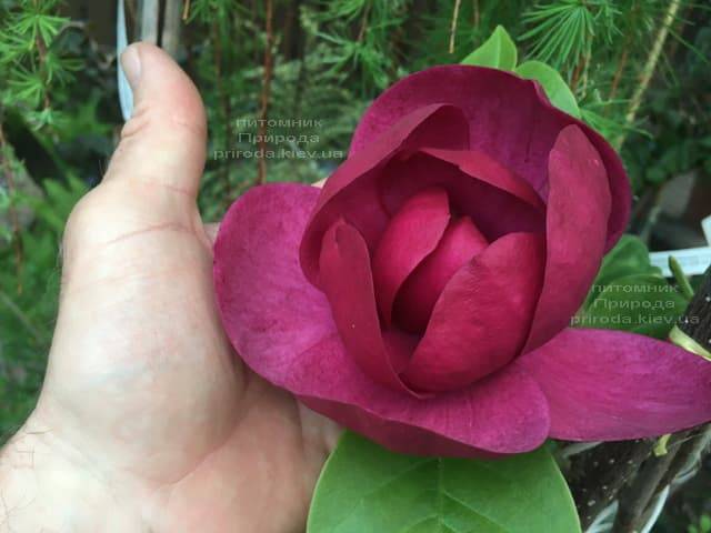 Магнолия Блэк Тюлип (Magnolia Black Tulip) ФОТО Питомник растений Природа (40)
