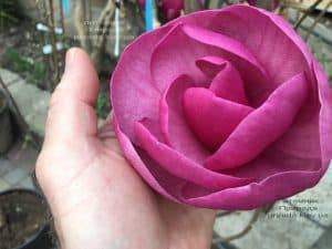 Магнолия Блэк Тюлип (Magnolia Black Tulip) ФОТО Питомник растений Природа (41)
