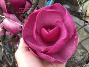 Магнолия Блэк Тюлип (Magnolia Black Tulip) ФОТО Питомник растений Природа (42)