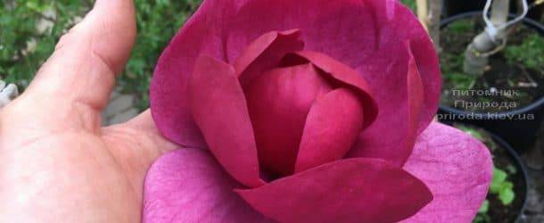 Магнолия Блэк Тюлип (Magnolia Black Tulip) ФОТО Питомник растений Природа (46)