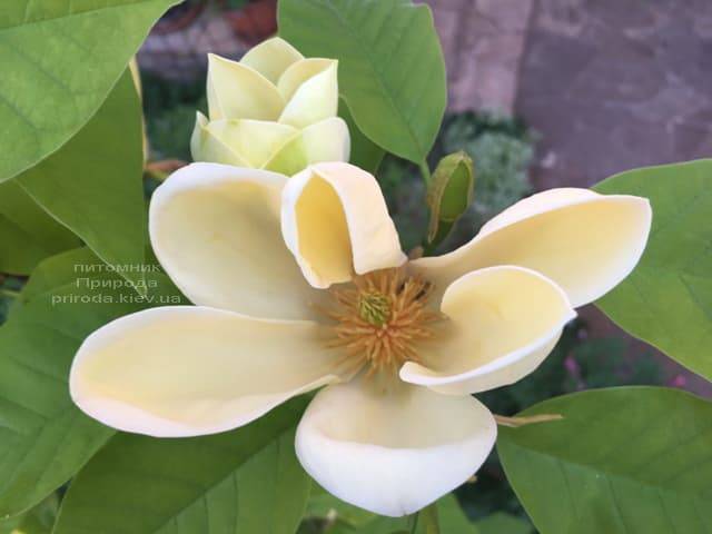 Магнолия бруклинская Еллоу Берд (Magnolia brooklynensis Yellow Bird) ФОТО Питомник растений Природа (10)
