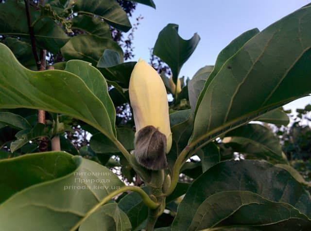 Магнолия бруклинская Еллоу Берд (Magnolia brooklynensis Yellow Bird) ФОТО Питомник растений Природа (12)