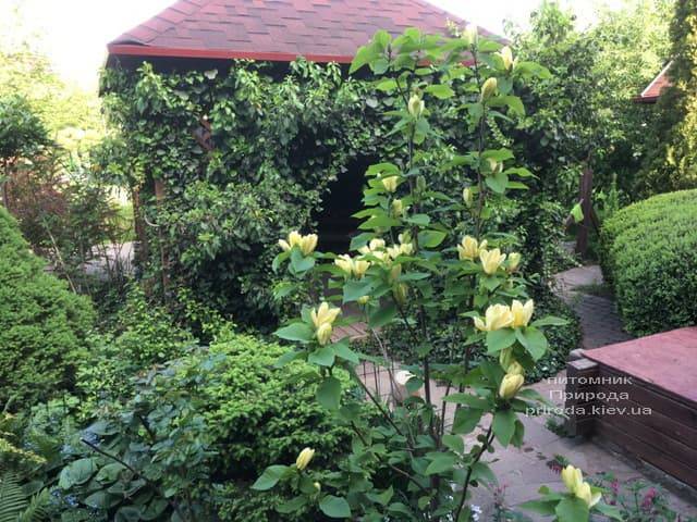 Магнолия бруклинская Еллоу Берд (Magnolia brooklynensis Yellow Bird) ФОТО Питомник растений Природа (13)