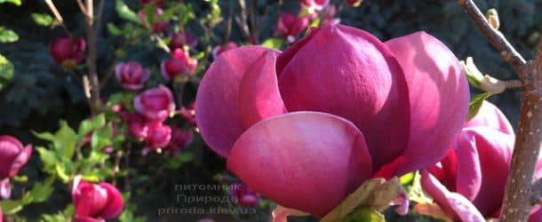 Магнолия Джени (Magnolia Genie) ФОТО Питомник растений Природа (12)