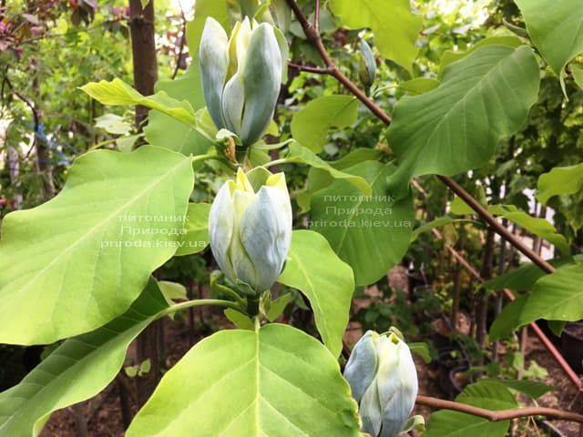 Магнолия Голубой Опал (Maqnolia acuminata Blue Opal) ФОТО Питомник растений Природа (5)