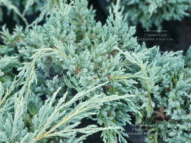 Можжевельник чешуйчатый Блю Карпет (Juniperus squamata Blue Carpet) ФОТО Питомник растений Природа (12)