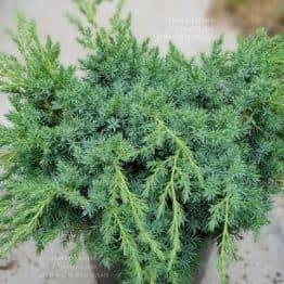 Можжевельник чешуйчатый Блю Карпет (Juniperus squamata Blue Carpet) ФОТО Питомник растений Природа (4)