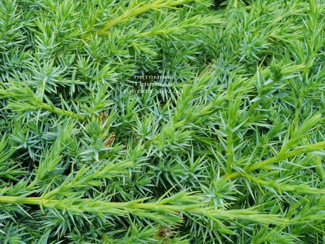 Можжевельник чешуйчатый Блю Карпет (Juniperus squamata Blue Carpet) ФОТО Питомник растений Природа (5)