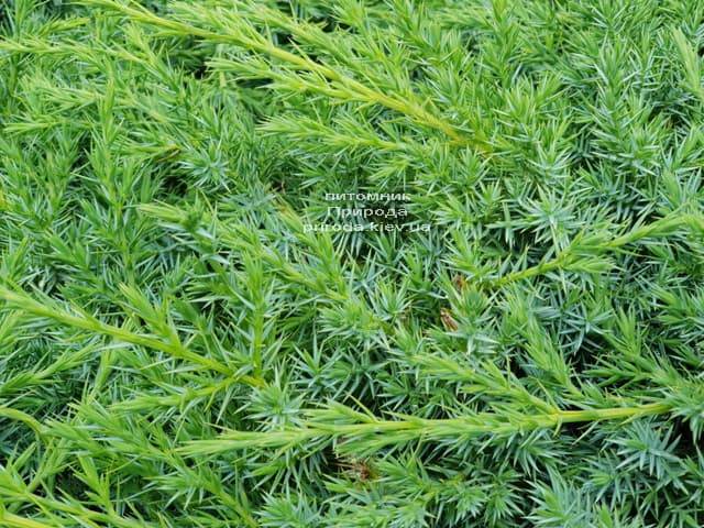 Можжевельник чешуйчатый Блю Карпет (Juniperus squamata Blue Carpet) ФОТО Питомник растений Природа (6)