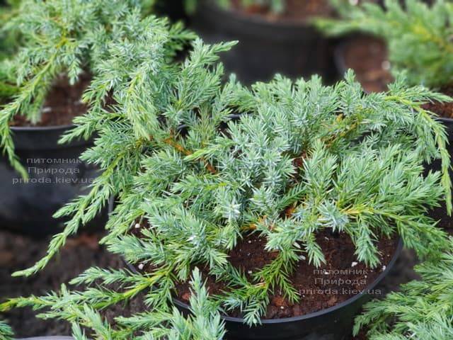 Можжевельник чешуйчатый Блю Карпет (Juniperus squamata Blue Carpet) ФОТО Питомник растений Природа (8)