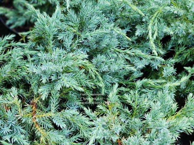 Можжевельник чешуйчатый Блю Карпет (Juniperus squamata Blue Carpet) ФОТО Питомник растений Природа (9)