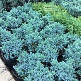Можжевельник чешуйчатый Блю Стар (Juniperus squamata Blue Star) ФОТО Питомник растений Природа (1)
