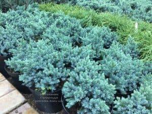 Можжевельник чешуйчатый Блю Стар (Juniperus squamata Blue Star) ФОТО Питомник растений Природа (2)