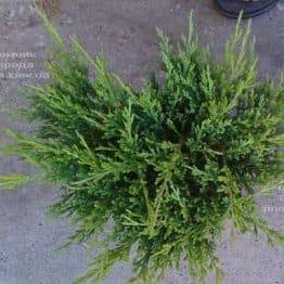 Можжевельник горизонтальный Андорра Компакт (Juniperus horizontalis Andorra Compact) ФОТО Питомник растений Природа (1)